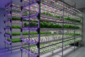 Grow to Green Indoor Vertical Farming Plant Factory for Controlled Environment Agriculture_0136